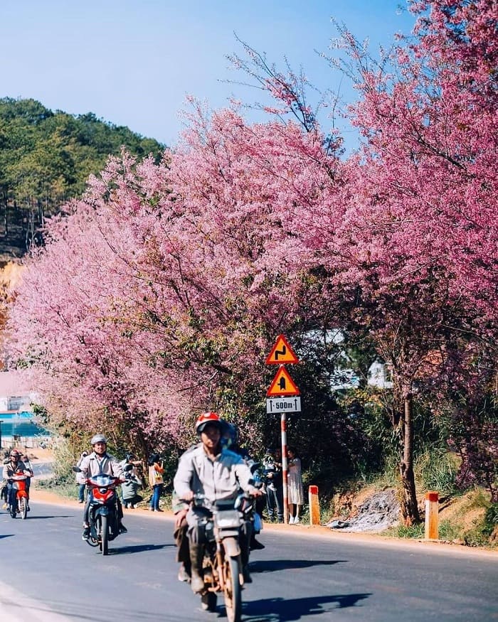 Tomorrow season, Da Lat cherry blossoms - the way to Trai Mat