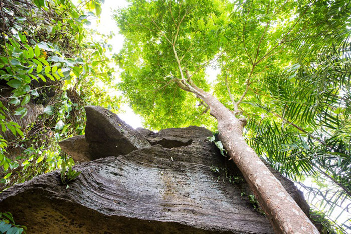 Khám phá hang Dơi Tiên An Quảng Nam - Nhiều cây xanh lâu năm ôm sát vách đá
