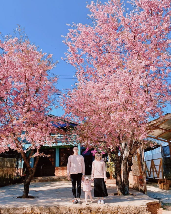 Tomorrow season, cherry blossoms in Da Lat - hunting flowers on a sunny day