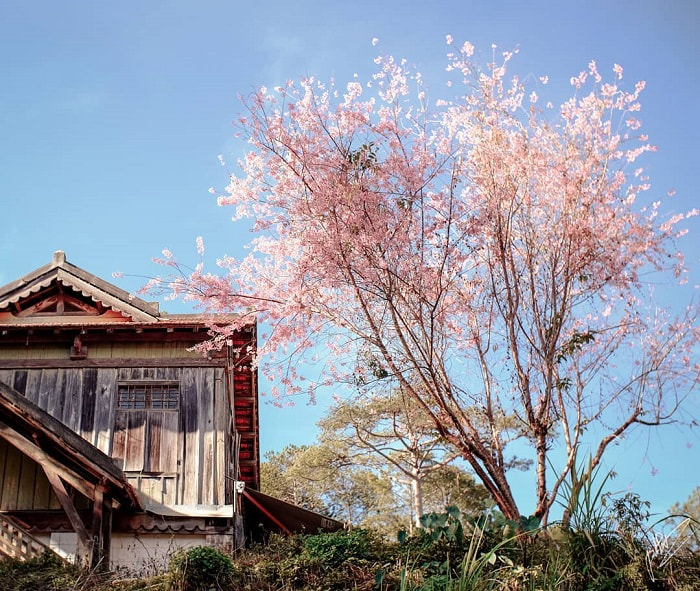 Tomorrow season, cherry blossom Dalat - check in at the side of the cafe