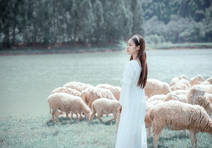 Tận hưởng không khí bình yên tại cánh đồng cừu Gia Hưng