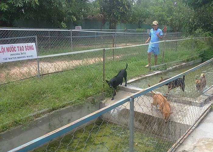 Tham quan trại chó xoáy Phú Quốc - huấn luyện chó Phú Quốc