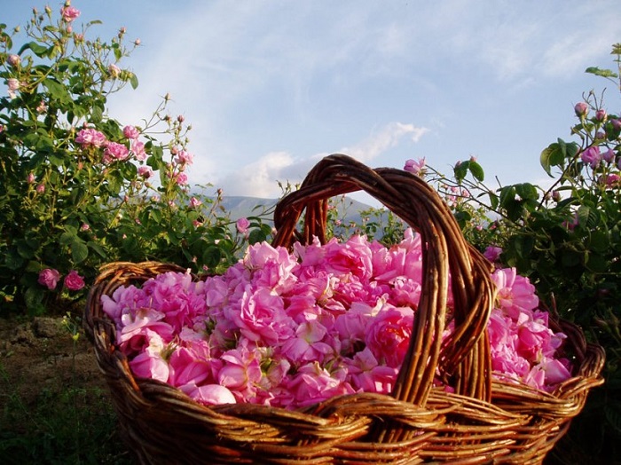 Thung lũng Kazanlak - thu hoạch hoa hồng