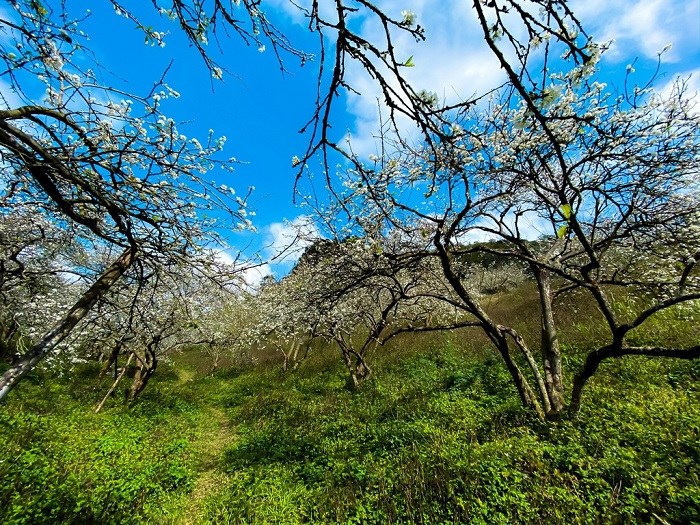 Flowering season in Mu Nui plum valley