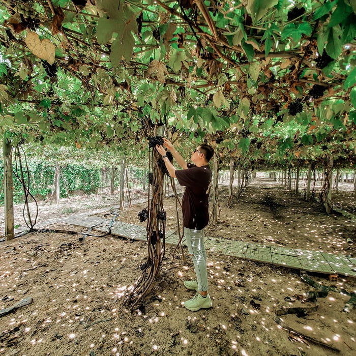 Straight grape rows - the attraction of Tay Ninh Forest Vineyard 