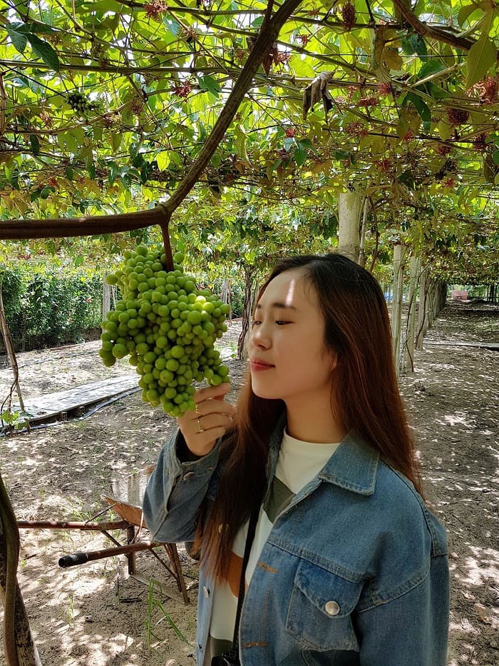 Succulent grapes - a unique feature of Tay Ninh Forest Vineyard 
