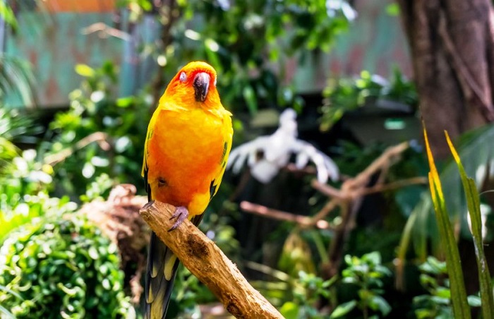 Những con vẹt đủ sắc màu - Vườn nhiệt đới Green Planet Dubai