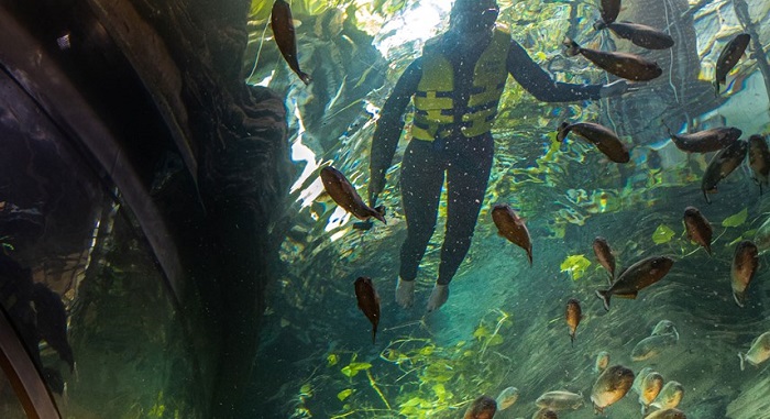Cho cá Piranha ăn Vườn nhiệt đới Green Planet Dubai