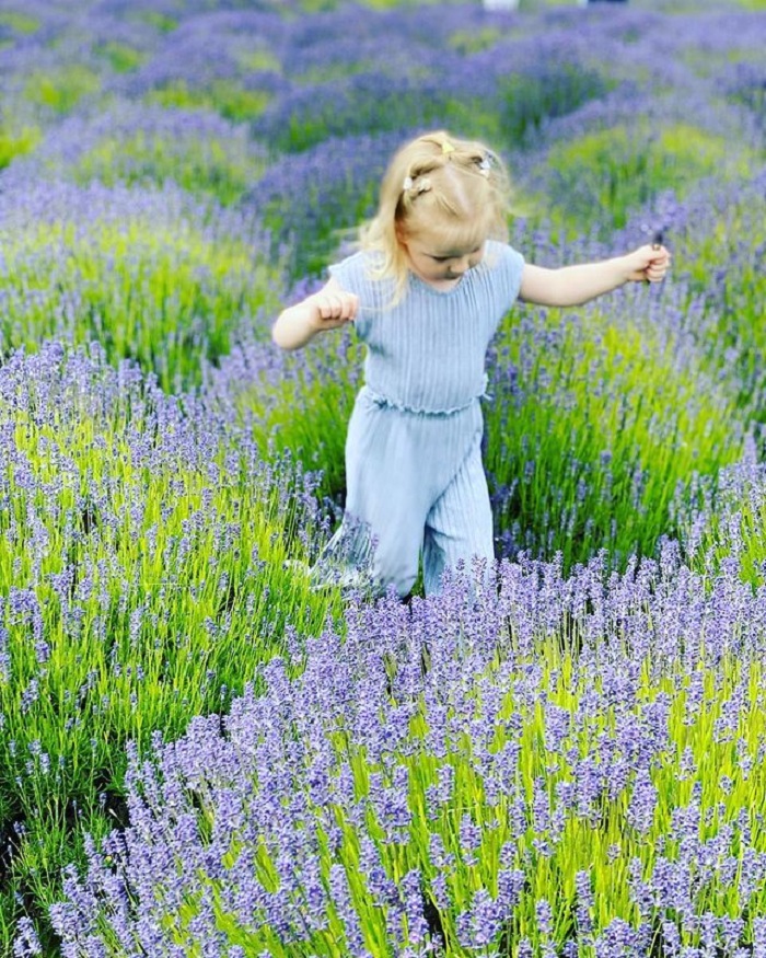 Sequim Dungeness cũng có cánh đồng hoa oải hương đẹp trên thế giới