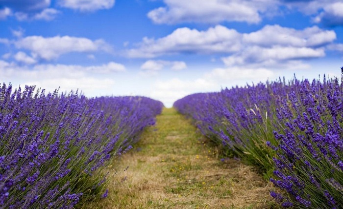 Thung lũng Y Lê có cánh đồng hoa oải hương đẹp trên thế giới