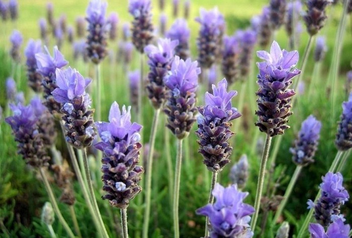 Thung lũng Y Lê có cánh đồng hoa oải hương đẹp trên thế giới