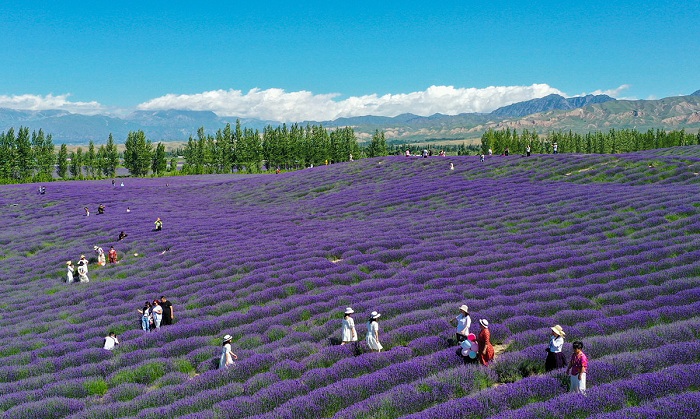 Thung lũng Y Lê có cánh đồng hoa oải hương đẹp trên thế giới