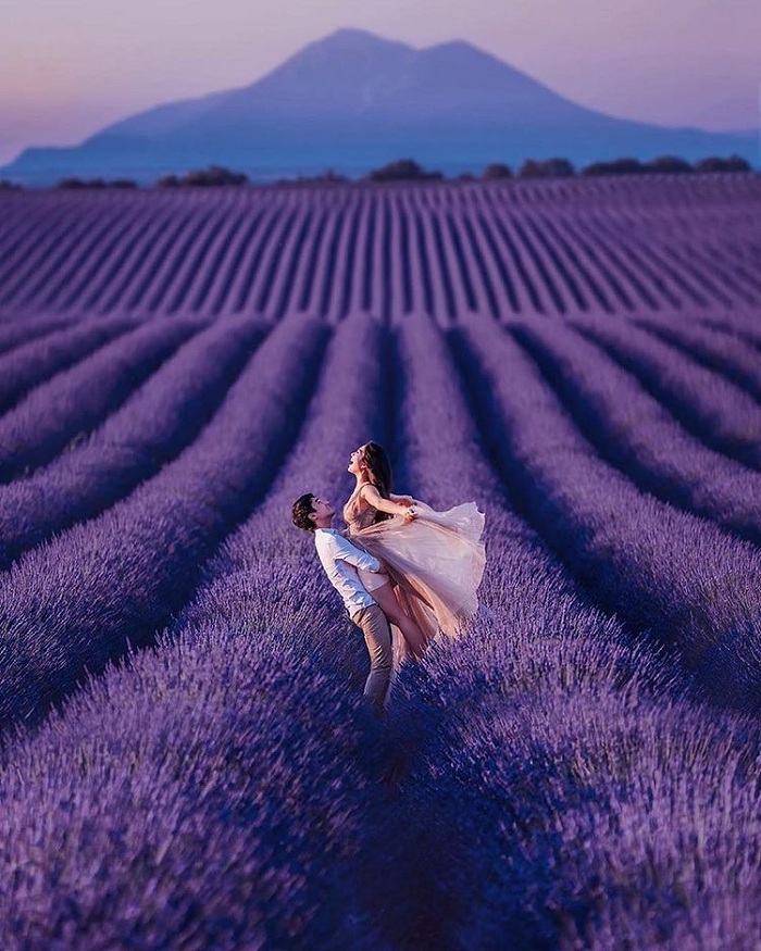  Provence là một trong những cánh đồng hoa oải hương đẹp trên thế giới