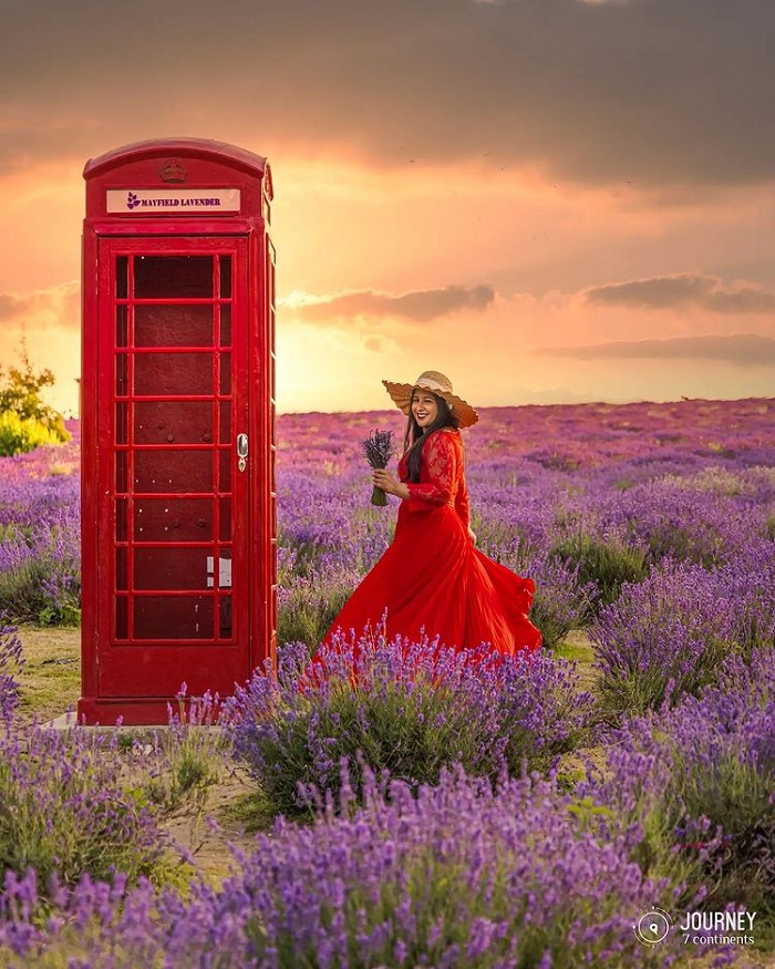 Banstead cũng là cánh đồng hoa oải hương đẹp trên thế giới