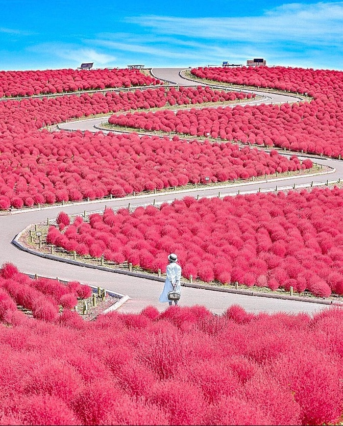 Hoa cỏ 4 mùa ở công viên Hitachi Kaihin Nhật Bản 