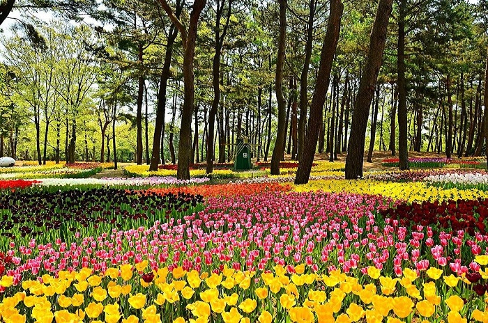 Hoa cỏ 4 mùa ở công viên Hitachi Kaihin Nhật Bản 