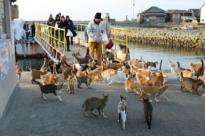 Khám phá đảo mèo Tashirojima Nhật Bản 