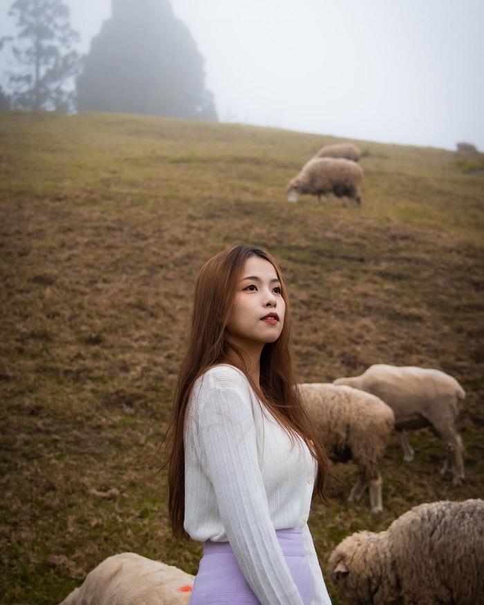 Nông trại cừu Thanh Cảnh là điểm đến ở Đài Loan ít người biết
