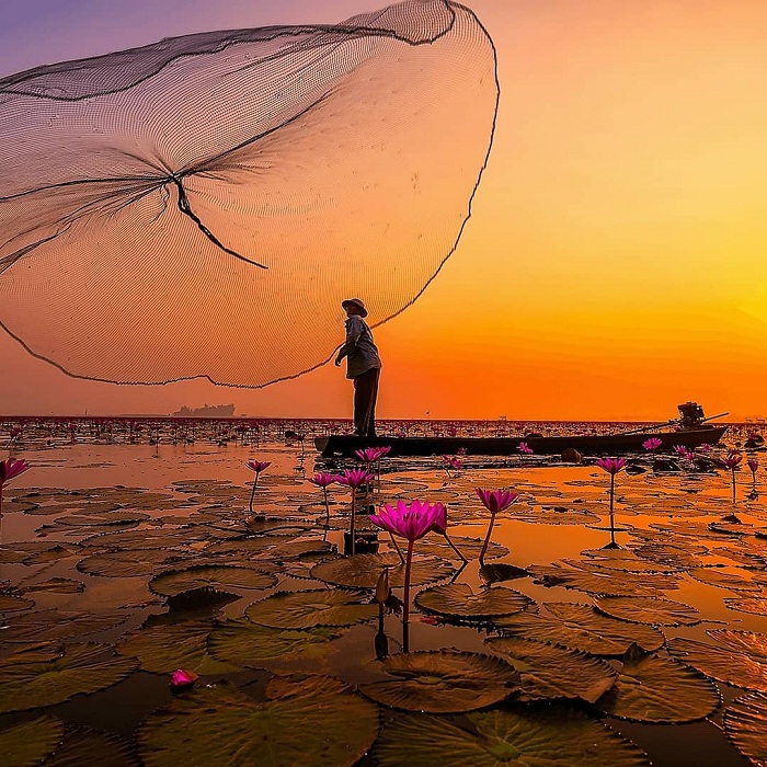 Vẻ đẹp của hồ hoa súng ở Thái Lan 