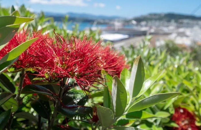 Hoa Pohutukawa dịp lễ Giáng Sinh ở New Zealand