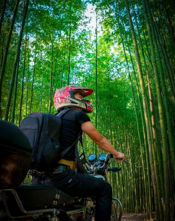 Pung Luong is a beautiful and wild bamboo forest in Vietnam
