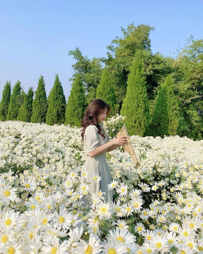 The chrysanthemum gardens in Hanoi are also famous chrysanthemum gardens in Vietnam