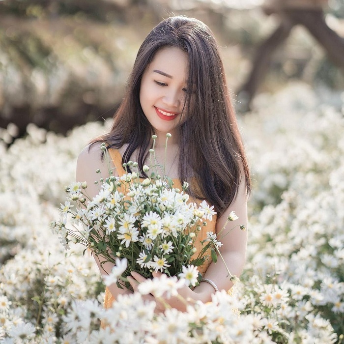 Những vườn cúc họa mi Hà Nội cũng là vườn hoa cúc ở Việt Nam nổi tiếng