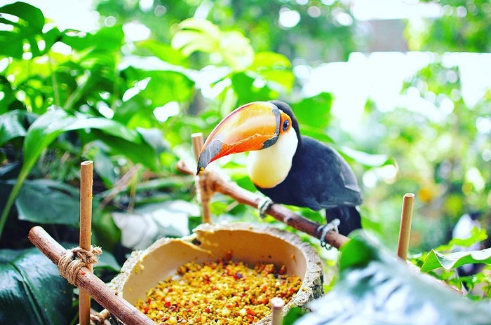 Cận cảnh một con chim Toucan - Vườn nhiệt đới Green Planet Dubai