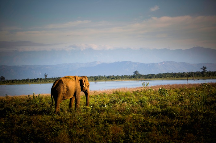 Công viên quốc gia Uda Walawe là một địa điểm du lịch Sri Lanka