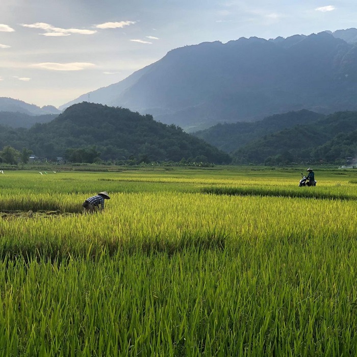 Bản Nhót Mai Châu là bản làng có ruộng lúa tuyệt đẹp
