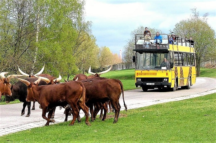 Ngồi xe tham quan sở thú Safari Park Dvur Kralove
