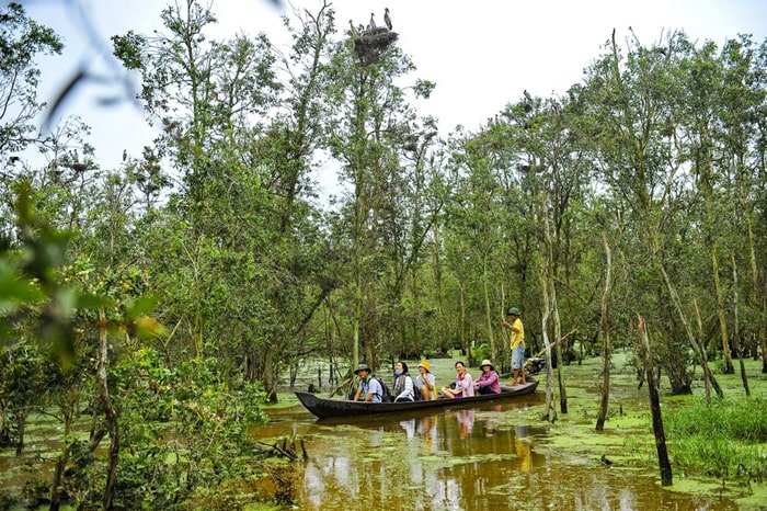 Khám phá rừng tràm Vị Thủy Hậu Giang - Cảnh quan đặc biệt 