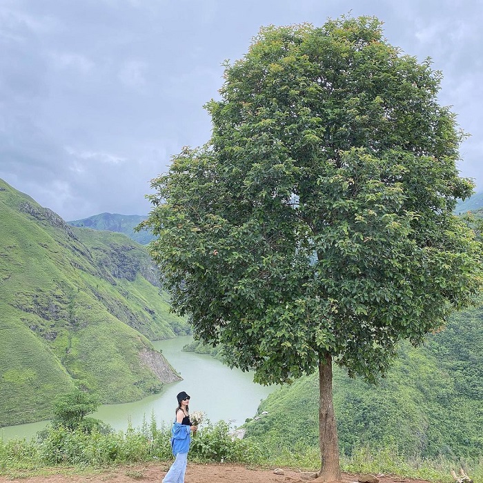 Cây cô đơn Tà Xùa sở hữu vẻ đẹp nổi bật giữa núi rừng Sơn La