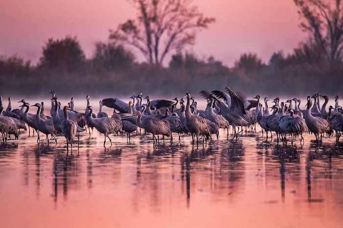 Ngắm chim ở hồ Tisza ở vườn quốc gia Hortobagy Hungary 