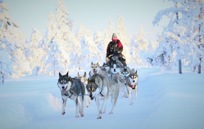 Cưỡi husky là một trong những truyền thống Giáng sinh ở Phần Lan 