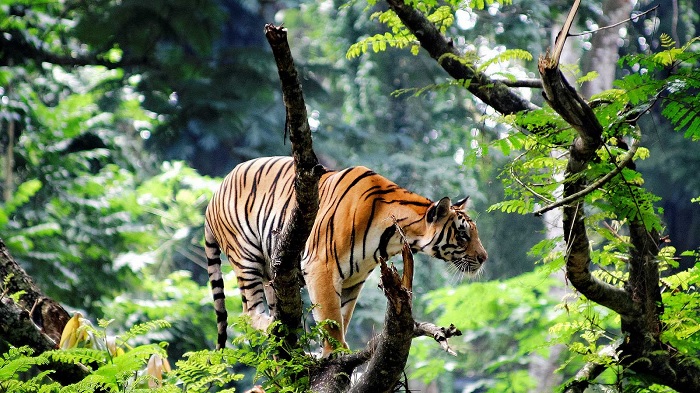 Khu bảo tồn Hổ lớn nhất của đất nước - Periyar - Du lịch Kerala