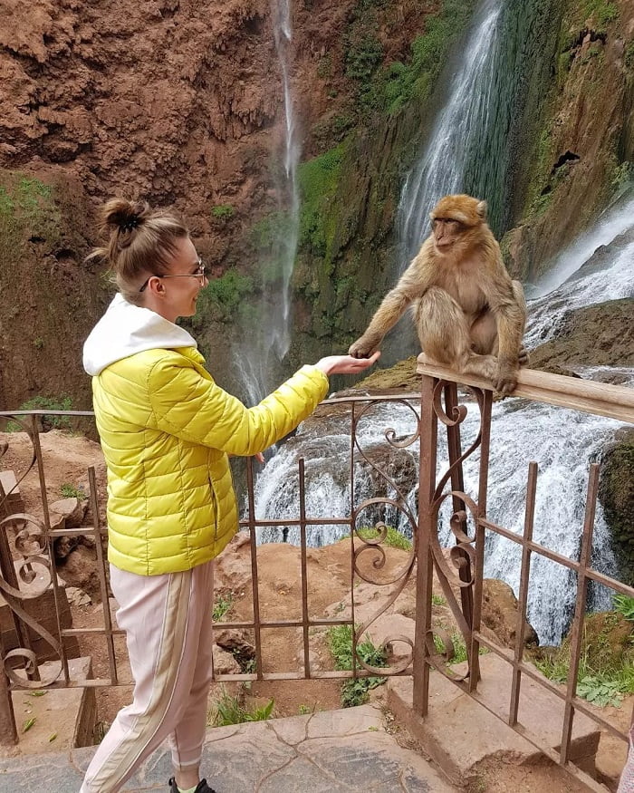 Đàn khỉ tại thác Ouzoyd Maroc