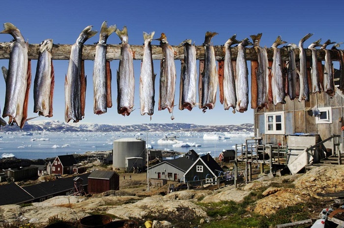 Phơi cá ở Greenland - ẩm thực Greenland