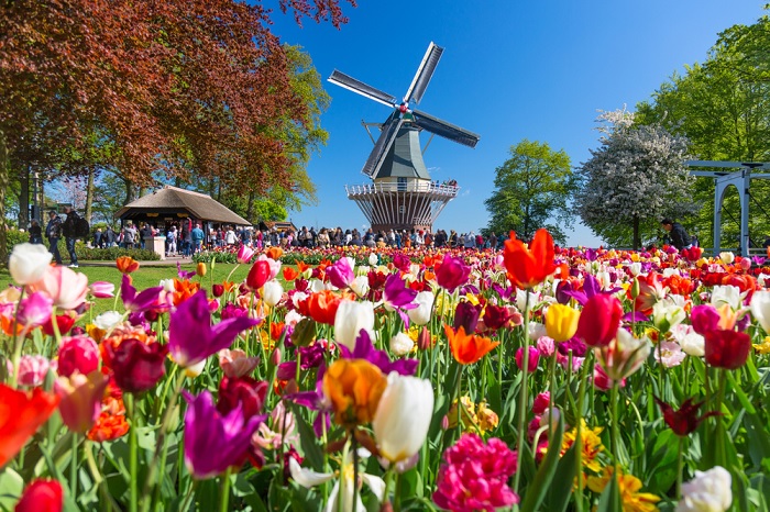 Xung quanh Vườn Keukenhof, bạn sẽ tìm thấy những cánh đồng hoa tulip đẹp nhất ở Hà Lan.