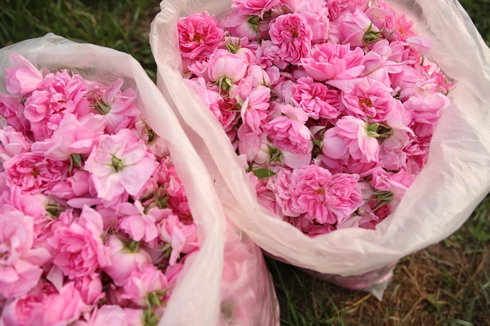 Nghi thức hái hoa hồng ở lễ hội hoa hồng Kazanlak