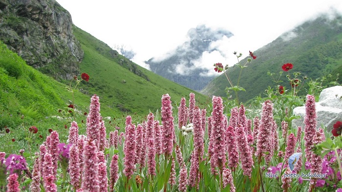 Thung lũng hoa đẹp nhất theo kinh nghiệm du lịch Rishikesh