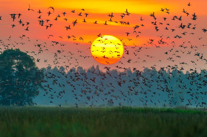 Khám phá rừng tràm Vị Thủy Hậu Giang - Khi đàn chim bay về