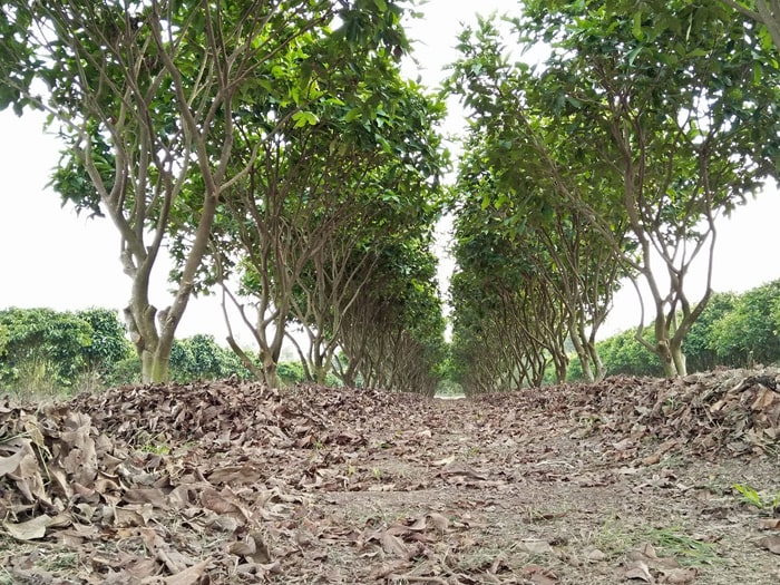 Khám phá rừng tràm Vị Thủy Hậu Giang - Khu vườn cây ăn trái