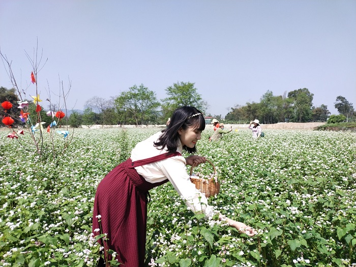Mùa hoa tam giác mạch là mùa hoa đẹp ở Cao Bằng mà bạn nên check in