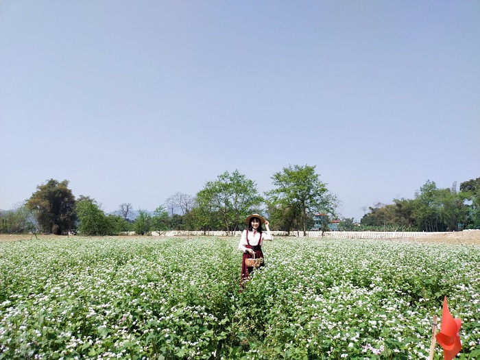 Mùa hoa tam giác mạch là mùa hoa đẹp ở Cao Bằng không thể bỏ qua
