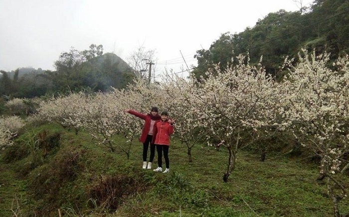 Mùa hoa mận là mùa hoa đẹp ở Cao Bằng được nhiều du khách check in