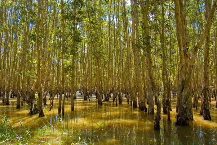 Khám phá rừng tràm Vị Thủy Hậu Giang - Rừng nguyên sinh