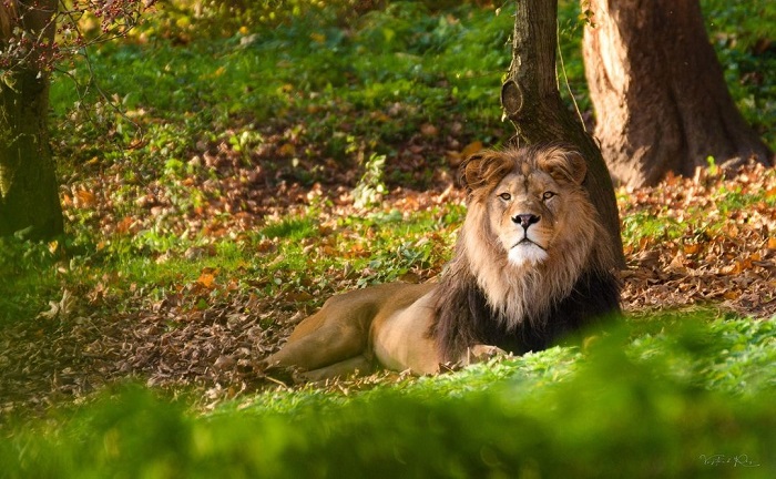 Sư tử ở sở thú Safari Park Dvur Kralove