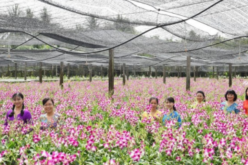 Nếu yêu hoa lan đừng bỏ qua khu du lịch Điền Lan Thôn Trang!