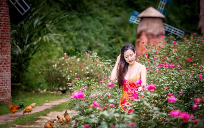 Thung Lũng Hoa Hồng Điện Biên có trồng nhiều hoa hồng